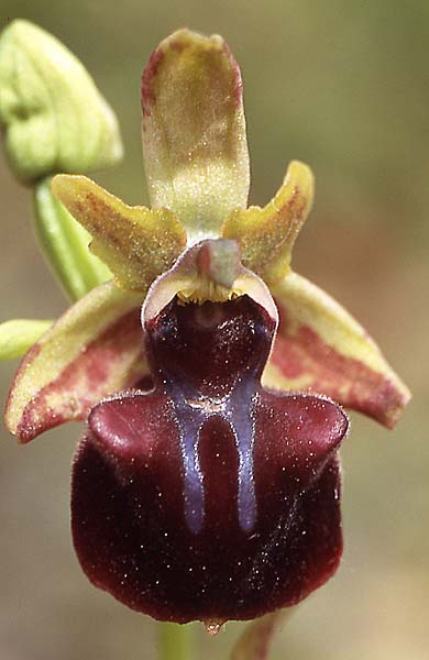 Ophrys mammosa \ Busen-Ragwurz / Mammosa Orchid, GR  Mt. Olympos 17.5.2005 (Photo: Helmut Presser)
