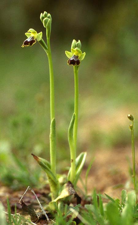 Ophrys melena \ Dunkellippige Ragwurz, GR  Athen 28.4.1995 (Photo: Helmut Presser)