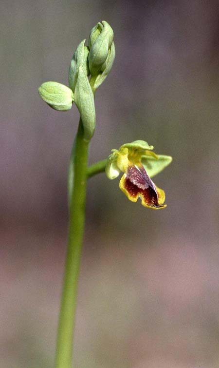 Ophrys melena \ Dunkellippige Ragwurz / Darklip Orchid, GR  Athen 28.4.1995 (Photo: Helmut Presser)