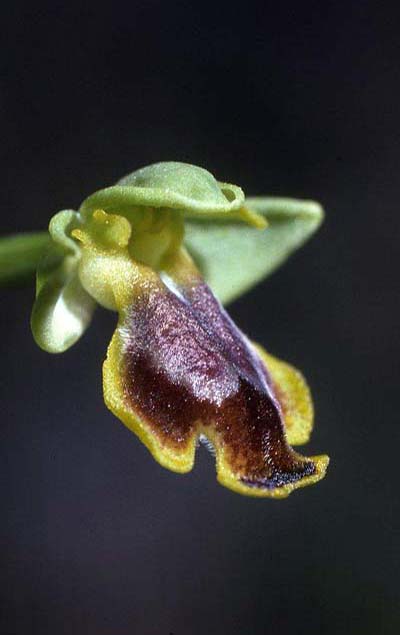 Ophrys melena \ Dunkellippige Ragwurz, GR  Athen 28.4.1995 (Photo: Helmut Presser)
