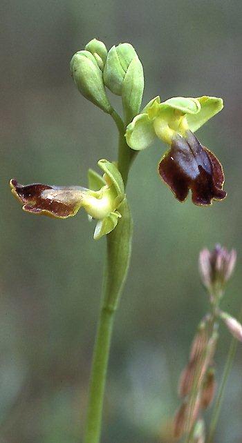 Ophrys melena \ Dunkellippige Ragwurz / Darklip Orchid, GR  Attika 29.4.1995 (Photo: Helmut Presser)