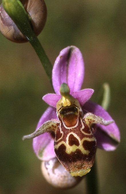 Ophrys minuscula \ Kleinstblütige Ragwurz, GR  Zagoria, Negades 1.6.2004 (Photo: Helmut Presser)