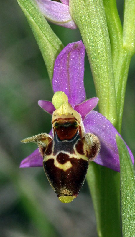 Ophrys minuscula \ Kleinstblütige Ragwurz, GR  Kozani 24.4.2011 (Photo: Zissis Antonopoulos)