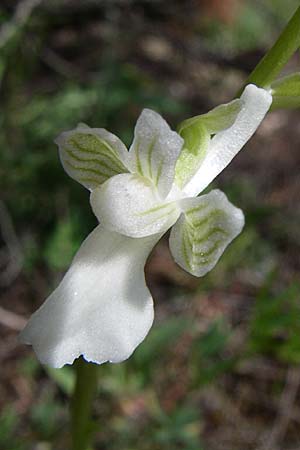 Anacamptis morio subsp. caucasica \ Südkaukasisches Knabenkraut / Southern Caucasian Orchid (Farbvariante / Color-Variant), GR  Zagoria, Negades 18.5.2008 
