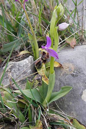 Ophrys mycenensis \ Mykene-Ragwurz, GR  Peloponnes, Kosmas 31.3.2013 