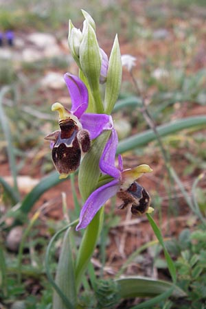 Ophrys mycenensis \ Mykene-Ragwurz, GR  Peloponnes, Kosmas 31.3.2013 