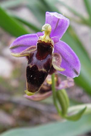 Ophrys mycenensis \ Mykene-Ragwurz / Mycenae Orchid, GR  Hymettos 2.4.2013 