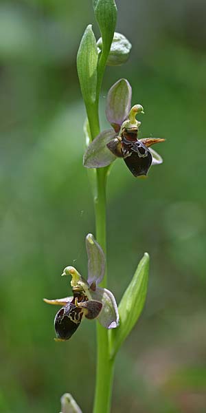 Ophrys nestoris \ Nestors Ragwurz / Nestor's Bee Orchid, GR  Peloponnes, Megalopoli 20.4.2017 (Photo: Helmut Presser)