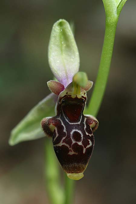 Ophrys nestoris \ Nestors Ragwurz / Nestor's Bee Orchid, GR  Peloponnes, Megalopoli 20.4.2017 (Photo: Helmut Presser)