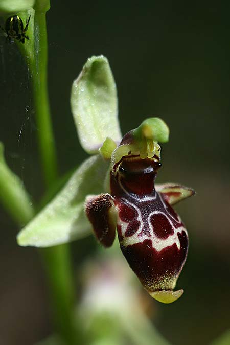 Ophrys nestoris / Nestor's Bee Orchid, GR  Peloponnes, Megalopoli 20.4.2017 (Photo: Helmut Presser)