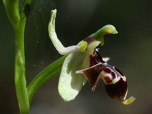 Ophrys nestoris / Nestor's Bee Orchid, GR  Peloponnes, Megalopoli 20.4.2017 (Photo: Helmut Presser)