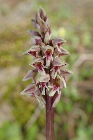 Neotinea maculata \ Keuschorchis / Dense-flowered Orchid, GR  Hymettos 20.3.2019 