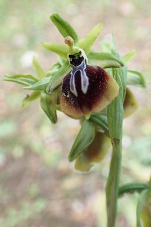 Ophrys aesculapii \ Äskulap-Ragwurz / Asklepios' Bee Orchid, GR  Athen, Mount Egaleo 10.4.2019 