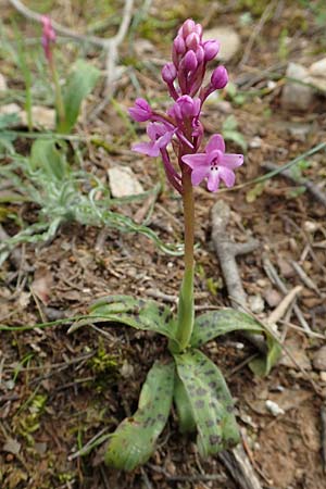 Orchis brancifortii \ Brancifortis Knabenkraut / Branciforti's Orchid, GR  Hymettos 20.3.2019 