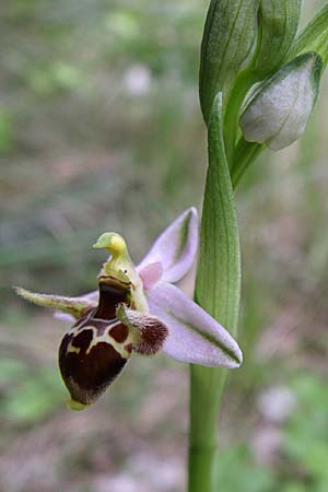 Ophrys cerastes \ Gehörnte Ragwurz / Horsefly Bee Orchid, GR  Zagoria, Vikos - Schlucht / Gorge 15.5.2008 