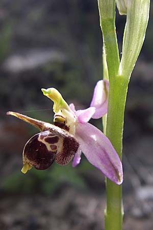 Ophrys cerastes \ Gehörnte Ragwurz / Horsefly Bee Orchid, GR  Zagoria, Negades 18.5.2008 