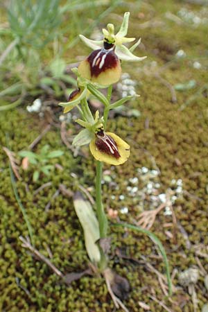 Ophrys aesculapii \ Äskulap-Ragwurz / Asklepios' Bee Orchid, GR  Athen, Mount Egaleo 10.4.2019 