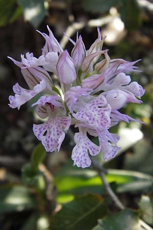 Neotinea lactea \ Milchweißes Knabenkraut / Milky Orchid, GR  Hymettos 3.4.2013 