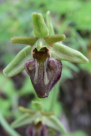 [click] Ophrys grammica, GR   Aoos - Schlucht / Gorge 16.5.2008 