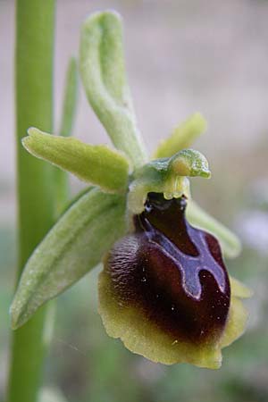 Ophrys zeusii \ Zeus-Ragwurz / Zeus' Bee Orchid, GR  Zagoria, Mikro Papingko 17.5.2008 