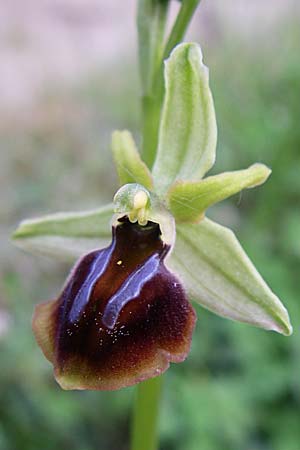 Ophrys zeusii \ Zeus-Ragwurz / Zeus' Bee Orchid, GR  Zagoria, Mikro Papingko 17.5.2008 