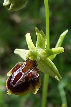 Ophrys zeusii \ Zeus-Ragwurz / Zeus' Bee Orchid, GR  Zagoria, Negades 18.5.2008 