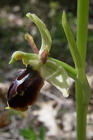 Ophrys negadensis \ Negades-Ragwurz / Negades Orchid, GR  Zagoria, Negades 18.5.2008 