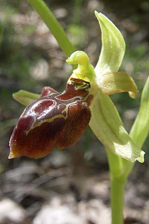 Ophrys negadensis \ Negades-Ragwurz / Negades Orchid, GR  Zagoria, Negades 18.5.2008 