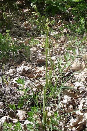 Ophrys negadensis \ Negades-Ragwurz / Negades Orchid, GR  Zagoria, Negades 18.5.2008 