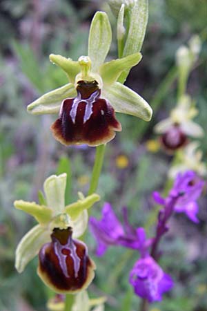 Ophrys zeusii \ Zeus-Ragwurz / Zeus' Bee Orchid, GR  Zagoria, Negades 18.5.2008 