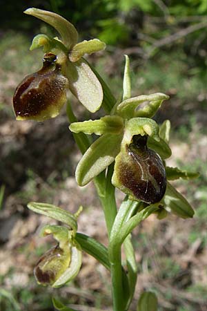 Ophrys hebes \ Hebes-Ragwurz, GR  Zagoria, Negades 18.5.2008 