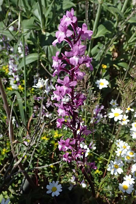 Orchis quadripunctata / Four-spotted Orchid, GR  Hymettos 20.4.2026 