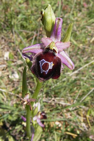 Ophrys argolica \ Argolis-Ragwurz / Argolis Bee Orchid, GR  Peloponnes, Gramousa 1.4.2013 