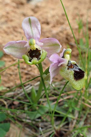 Ophrys leochroma \ Östliche Wespen-Ragwurz / Lion-Maned Orchid, GR  Hymettos 20.3.2019 