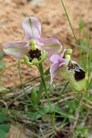 Ophrys leochroma \ Östliche Wespen-Ragwurz, GR  Hymettos 20.3.2019 