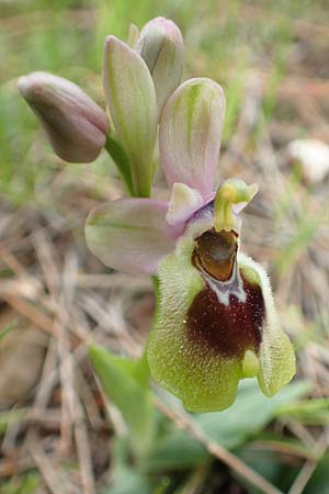 Ophrys leochroma \ Östliche Wespen-Ragwurz / Lion-Maned Orchid, GR  Hymettos 20.3.2019 