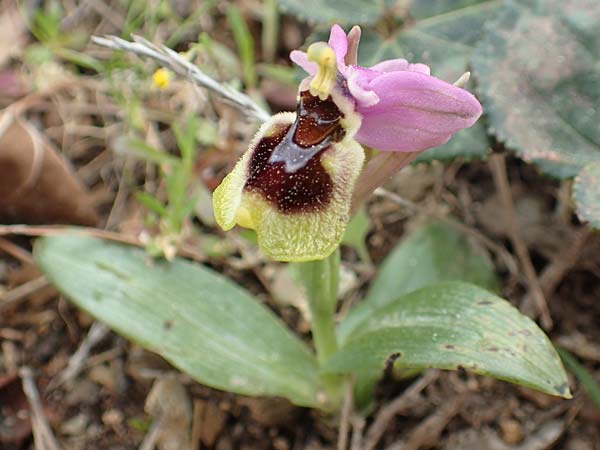 Ophrys leochroma \ Östliche Wespen-Ragwurz, GR  Hymettos 20.3.2019 