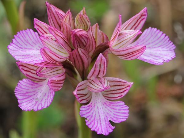 Anacamptis papilionacea subsp. alibertis \ Alibertis Schmetterlings-Knabenkraut / Aliberti's Butterfly Orchid, GR  Kythira, Potamos 22.4.2014 (Photo: Jan & Liesbeth Essink)