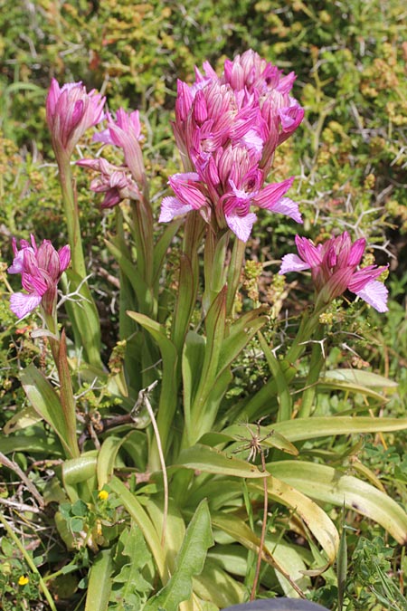 Anacamptis papilionacea subsp. alibertis \ Alibertis Schmetterlings-Knabenkraut / Aliberti's Butterfly Orchid, GR  Kythira, Potamos 4.4.2014 (Photo: Jan & Liesbeth Essink)