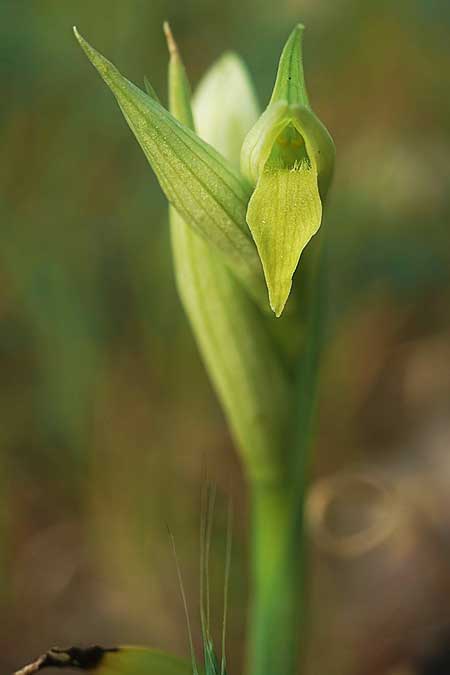 Serapias parviflora farbvariante_color-variant \ Kleinblütiger Zungenständel, GR  Peloponnes, Kalogria 28.4.2022 (Photo: Helmut Presser)