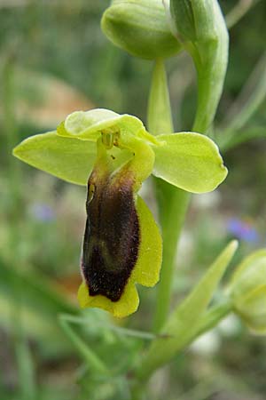 Ophrys phryganae \ Phrygana-Ragwurz / Phrygana Bee Orchid, GR  Igoumenitsa 13.5.2008 