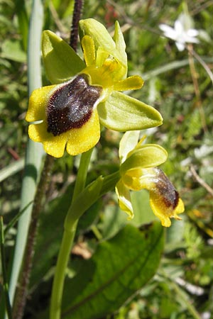 Ophrys phryganae \ Phrygana-Ragwurz / Phrygana Bee Orchid, GR  Peloponnes, Gramousa 1.4.2013 