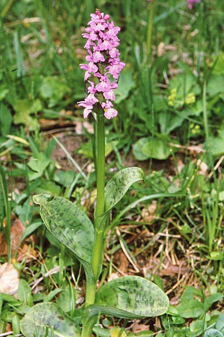 Dactylorhiza pindica / Pindus Orchid, GR  Paraskevi 19.6.2009 (Photo: Jan & Liesbeth Essink)