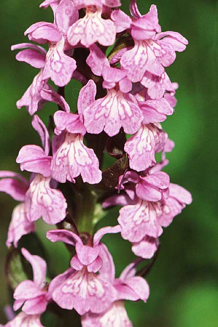 Dactylorhiza pindica \ Pindus-Fingerwurz, Pindus-Knabenkraut / Pindus Orchid, GR  Paraskevi 19.6.2009 (Photo: Jan & Liesbeth Essink)