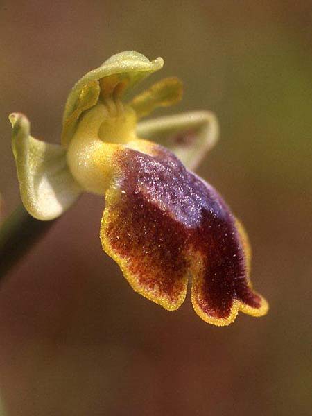 Ophrys praemelena \ Frühe Dunkellippige Ragwurz / Early Darklip Orchid, GR  Igoumenitsa 4.4.2009 (Photo: Helmut Presser)