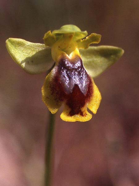 Ophrys praemelena \ Frühe Dunkellippige Ragwurz / Early Darklip Orchid, GR  Igoumenitsa 4.4.2009 (Photo: Helmut Presser)