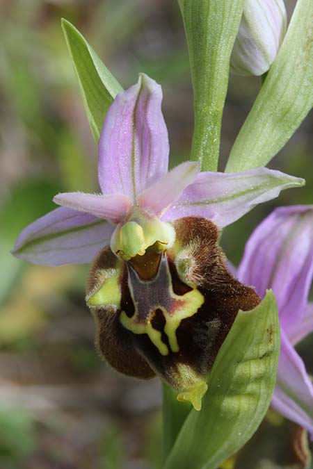 Ophrys calypsus var. pseudoapulica \ Apulica-Ähnliche Ragwurz / Apulica-Like Bee Orchid, GR  Kythira, Paleopolis 26.3.2014 (Photo: Jan & Liesbeth Essink)