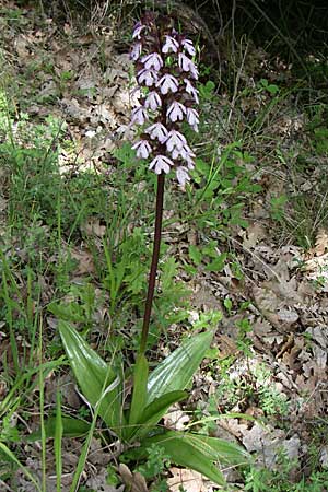 Orchis purpurea \ Purpur-Knabenkraut / Lady Orchid, GR  Zagoria, Negades 18.5.2008 