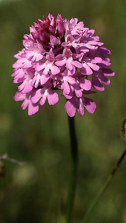 Anacamptis pyramidalis subsp. serotina \ Späte Pyramidenorchis, GR  Igoumenitsa 1.6.2004 (Photo: Helmut Presser)