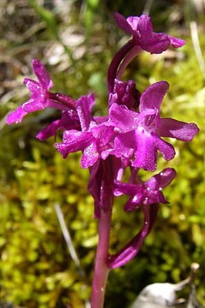 Orchis quadripunctata \ Vierpunkt-Knabenkraut / Four-spotted Orchid, GR  Zagoria, Vikos - Schlucht / Gorge 15.5.2008 